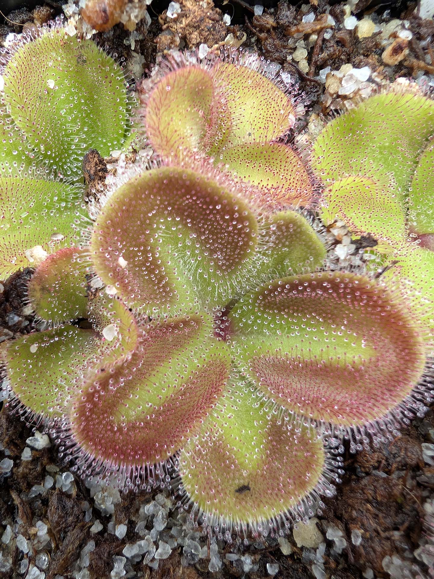 Drosera erythrorhiza squamosa 'Laterite Growing form' Kurragullen, Westaustralien