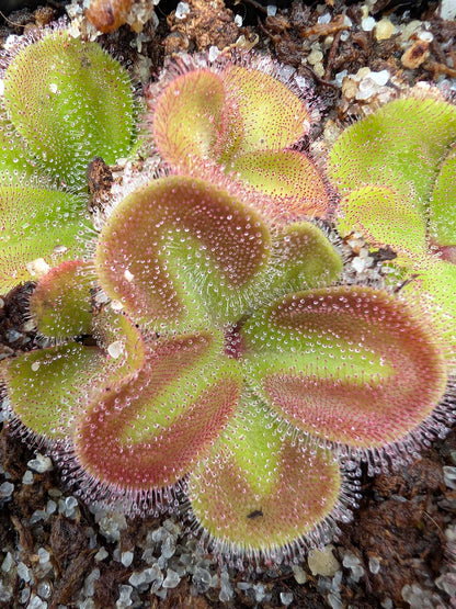 Drosera erythrorhiza squamosa 'Laterite Growing form' Kurragullen, Westaustralien