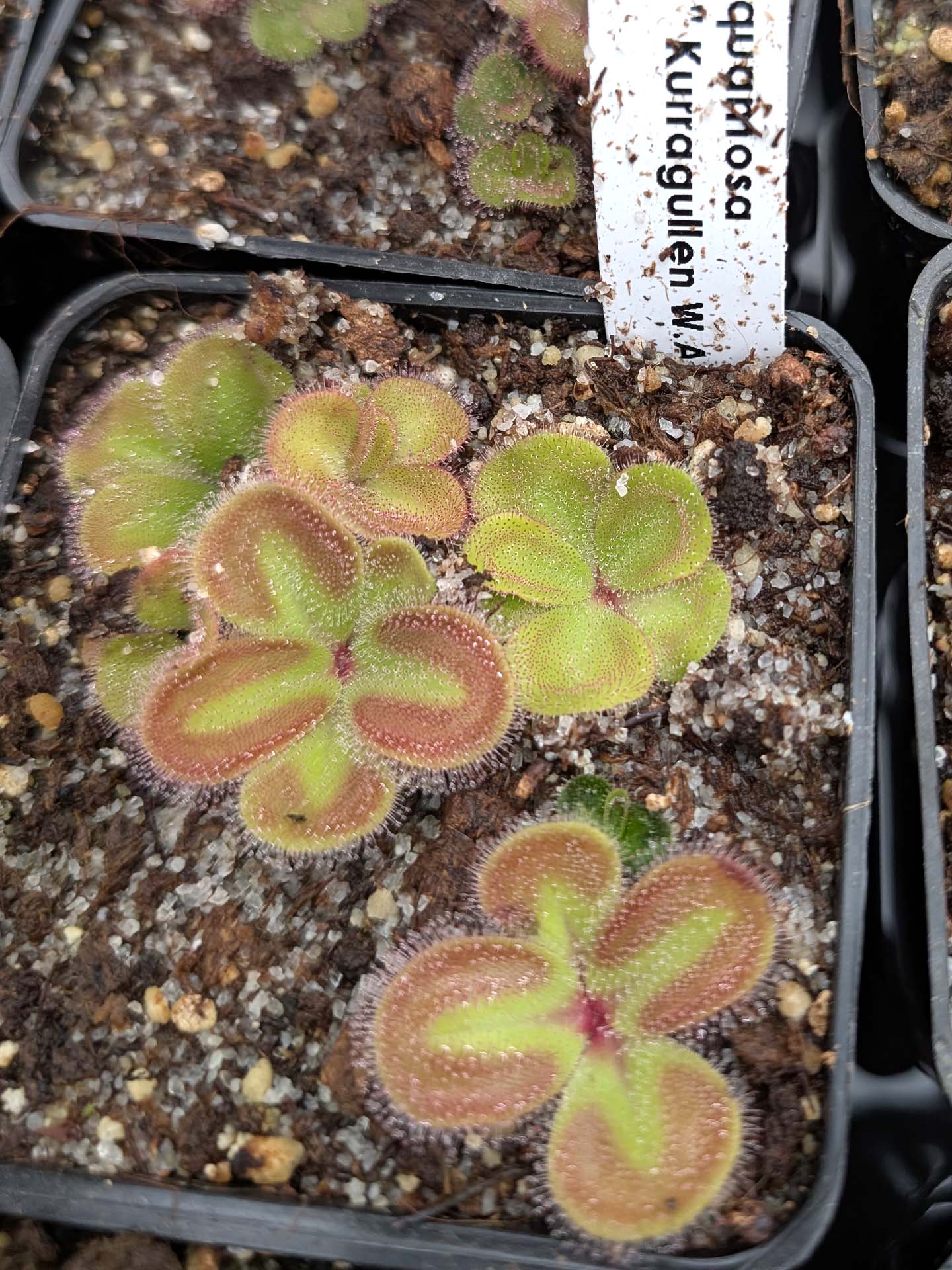 Drosera erythrorhiza squamosa 'Laterite Growing form' Kurragullen, Westaustralien