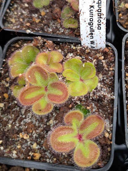 Drosera erythrorhiza squamosa 'Laterite Growing form' Kurragullen, Westaustralien
