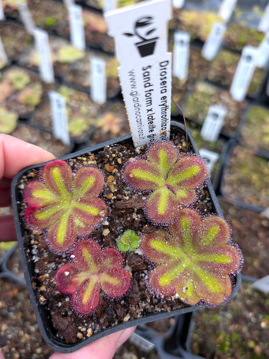Drosera erythrorhiza squamosa "Sand form" x "Laterite Growing Form"