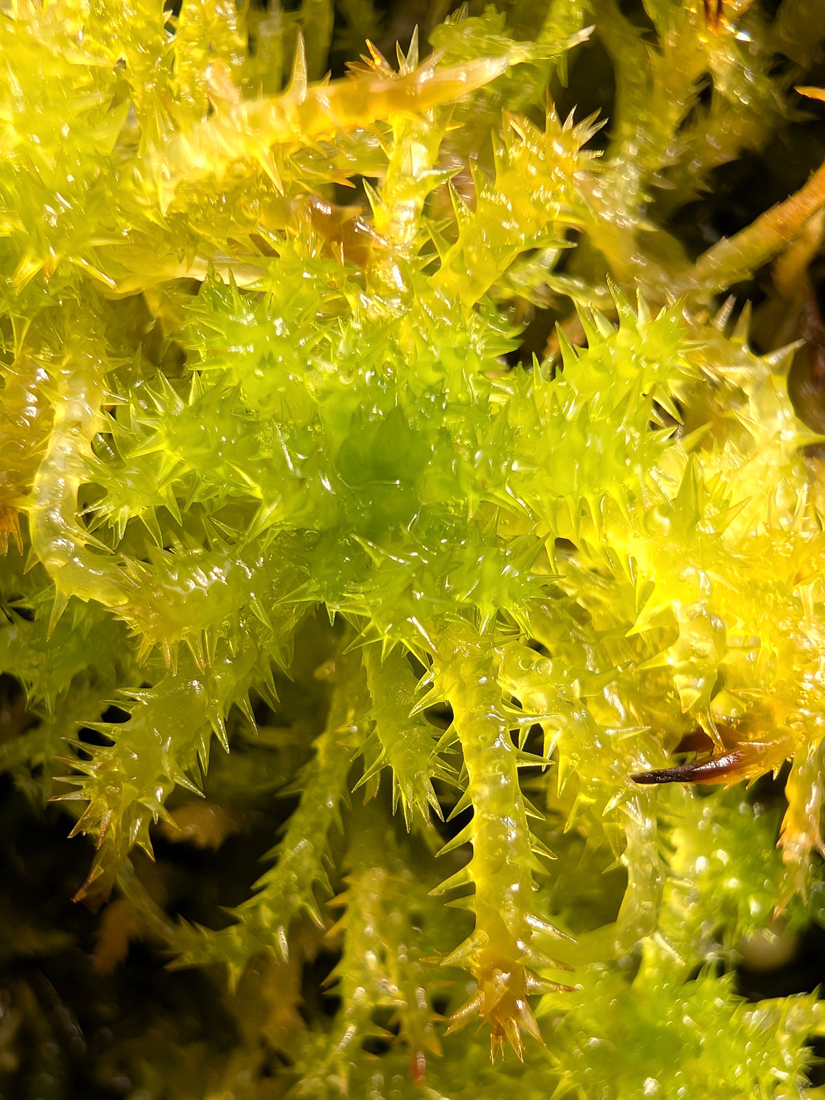 Sfagno vivo : sphagnum squarrosum