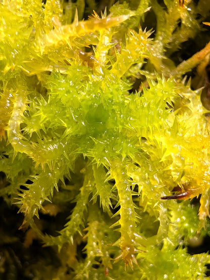 Sfagno vivo : sphagnum squarrosum