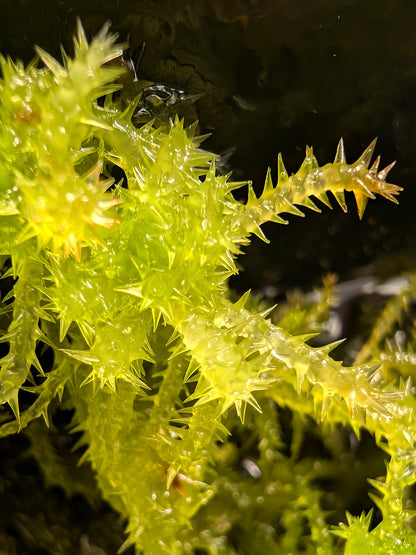 Sfagno vivo : sphagnum squarrosum