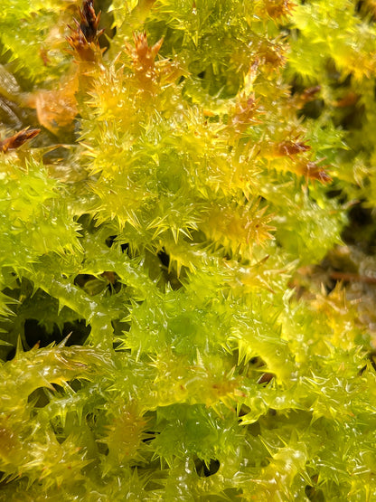 Sfagno vivo : sphagnum squarrosum