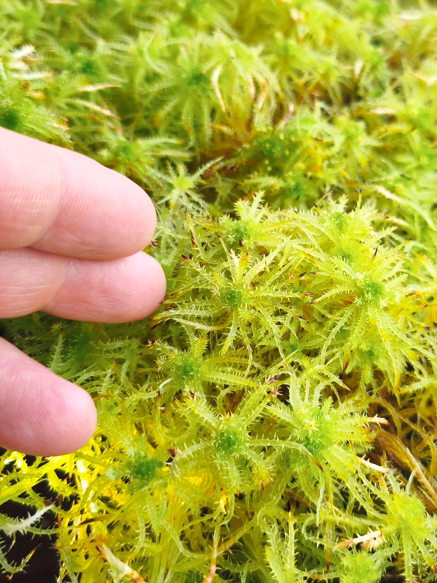 Sfagno vivo : sphagnum squarrosum
