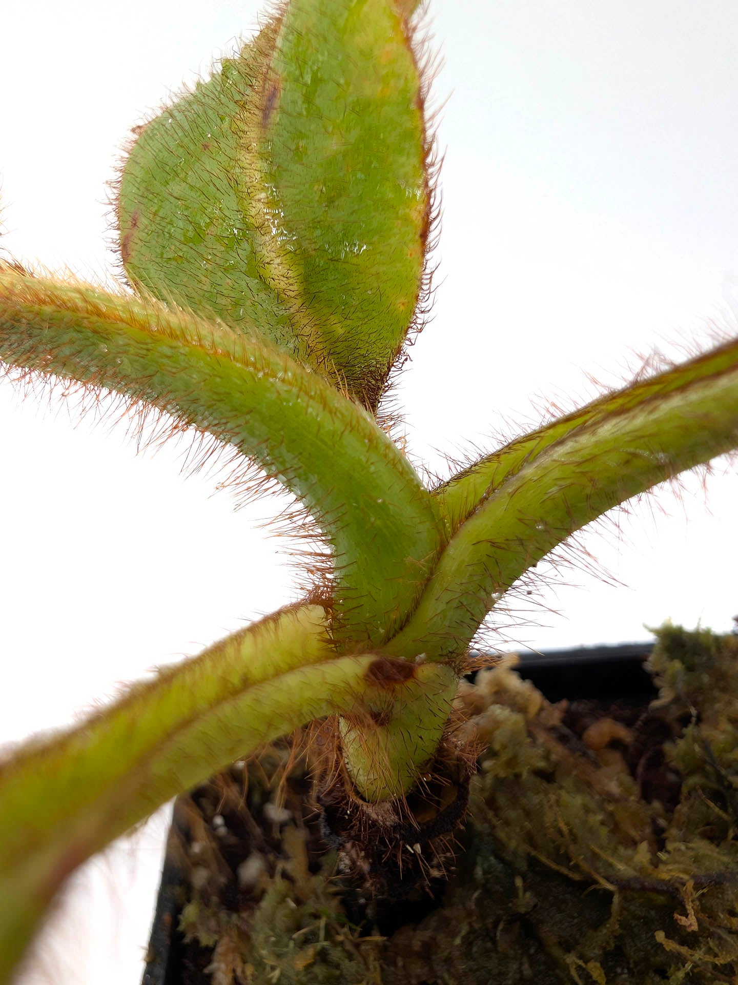 Nepenthes stenophylla "Very hairy form" Sarawak, Malaysia