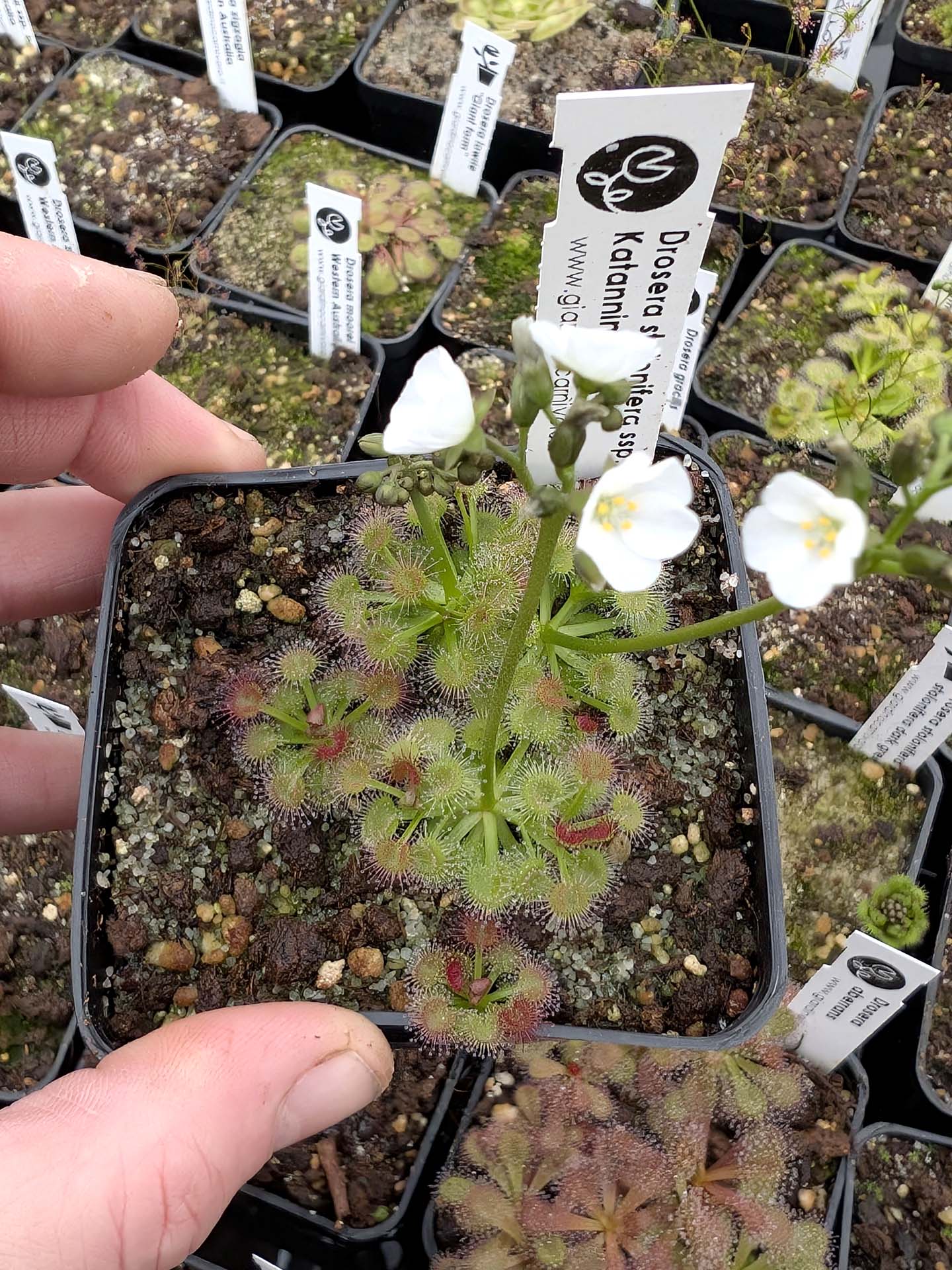 Drosera stolonifera ssp. compacta Katanning, WA