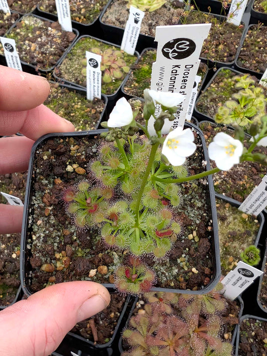 Drosera stolonifera ssp. compacta Katanning, WA