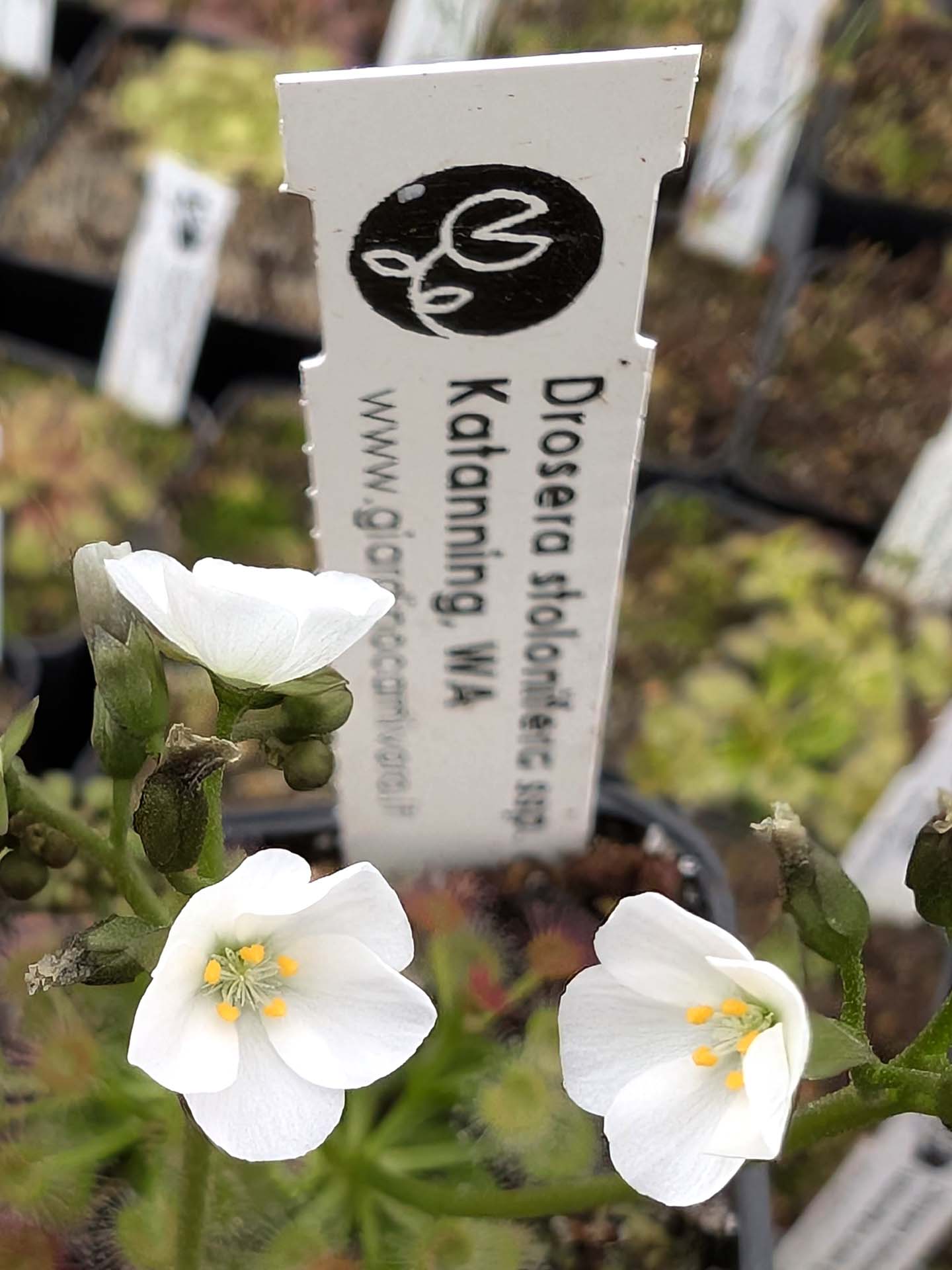 Drosera stolonifera ssp. compacta Katanning, WA