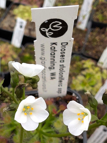 Drosera stolonifera ssp. compacta Katanning, WA