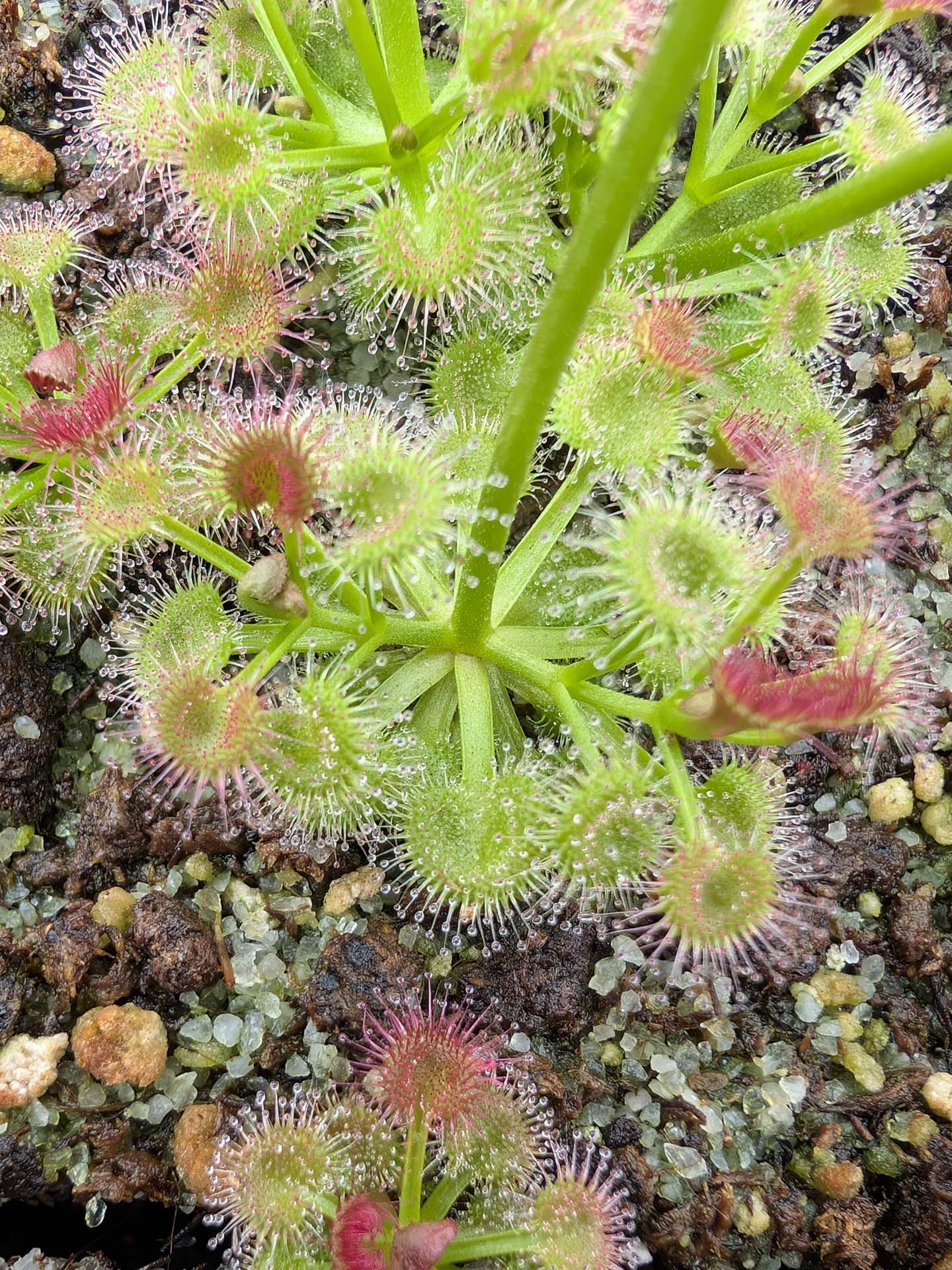 Drosera stolonifera ssp. compacta Katanning, WA