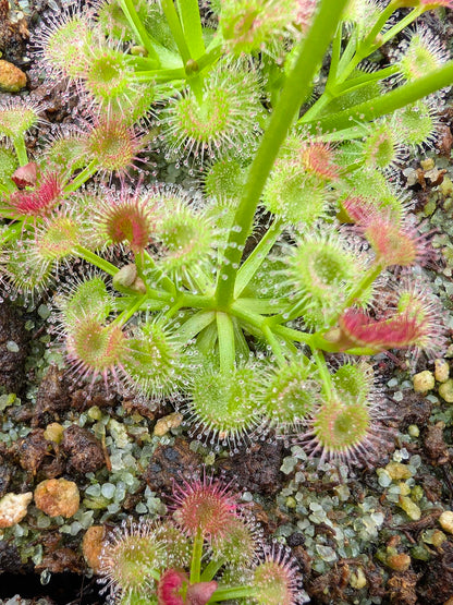 Drosera stolonifera ssp. compacta Katanning, WA