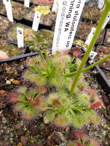 Drosera stolonifera ssp. compacta Katanning, WA