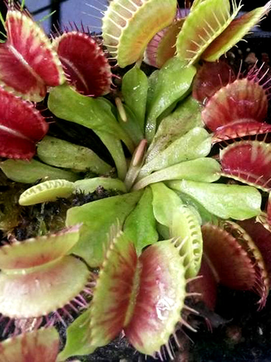 Dionaea muscipula  GC Striped
