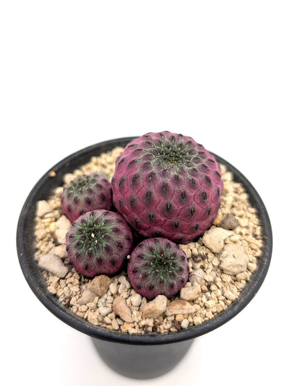 Sulcorebutia rauschii violacidermis