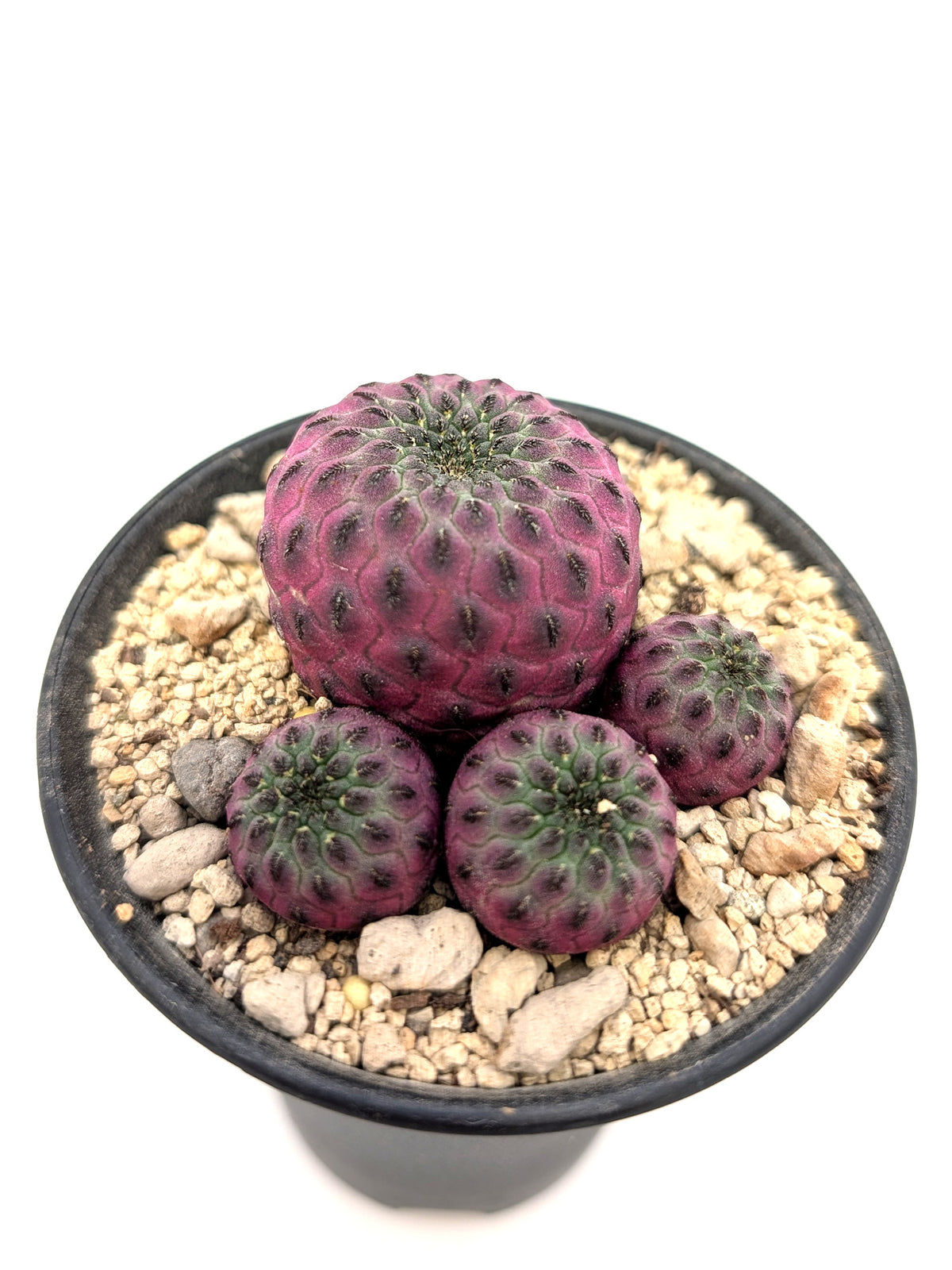 Sulcorebutia rauschii violacidermis