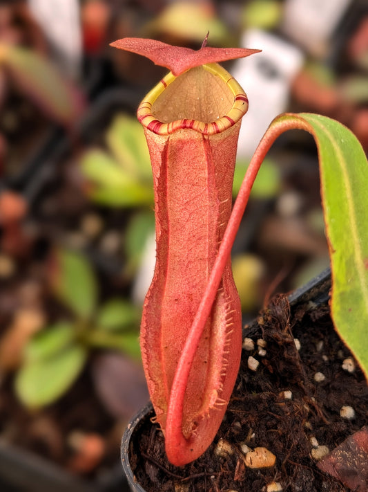 Nepenthes sumatrana Sumatra Seedgrown Individual