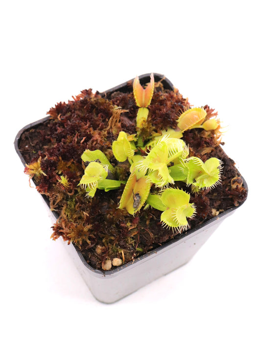 Dionaea muscipula  Supay