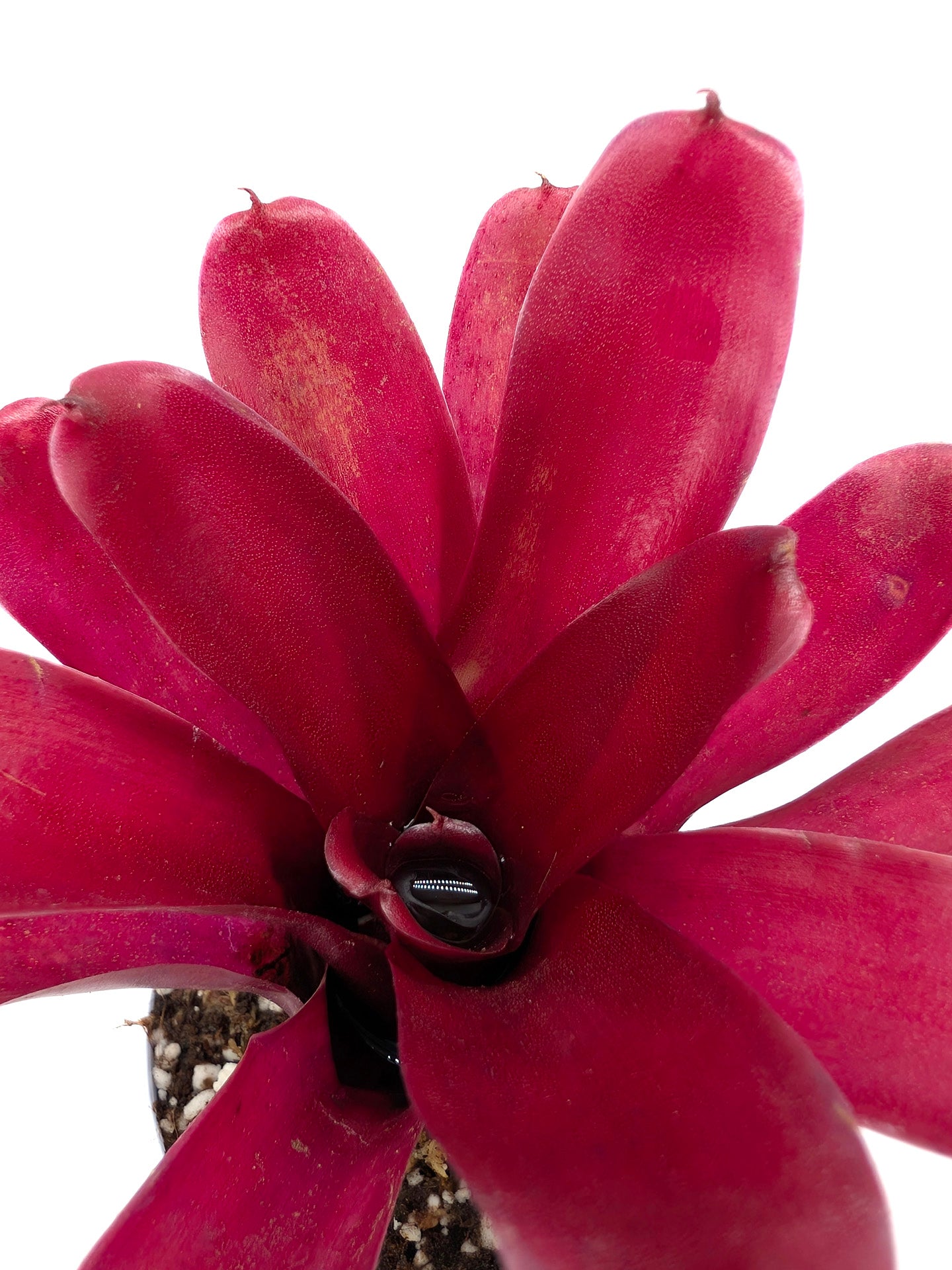 Neoregelia Super Fireball