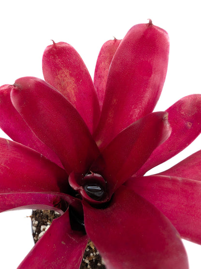 Neoregelia Super Fireball