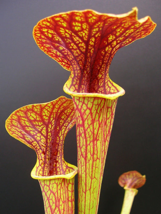 Sarracenia ornata var. ornata 'Superornata' F201 MK