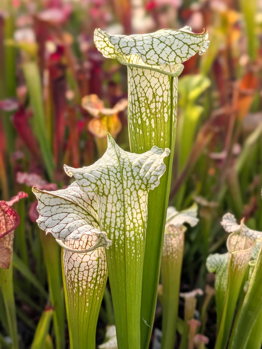 Sarracenia SX128 AC x SX65A AC