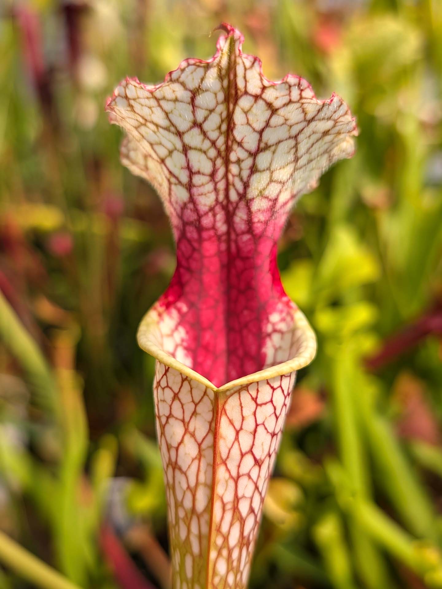 Sarracenia Moorei  Conecuh, Covington Co  SXM54 AC
