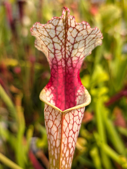 Sarracenia Moorei  Conecuh, Covington Co  SXM54 AC