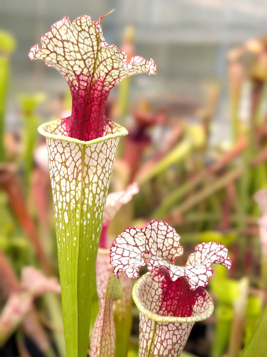 Sarracenia Moorei Conecuh, Covington Co SXM54 AC