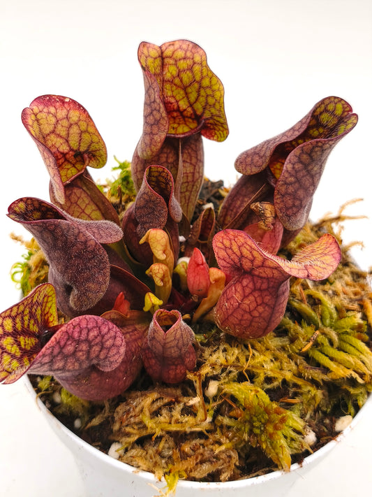 Sarracenia purpurea ssp. venosa 'Sylwia'