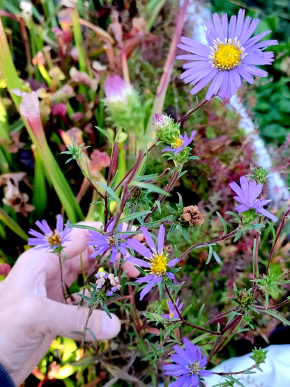 Symphyotrichum boreale