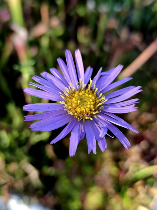 Symphyotrichum borealis