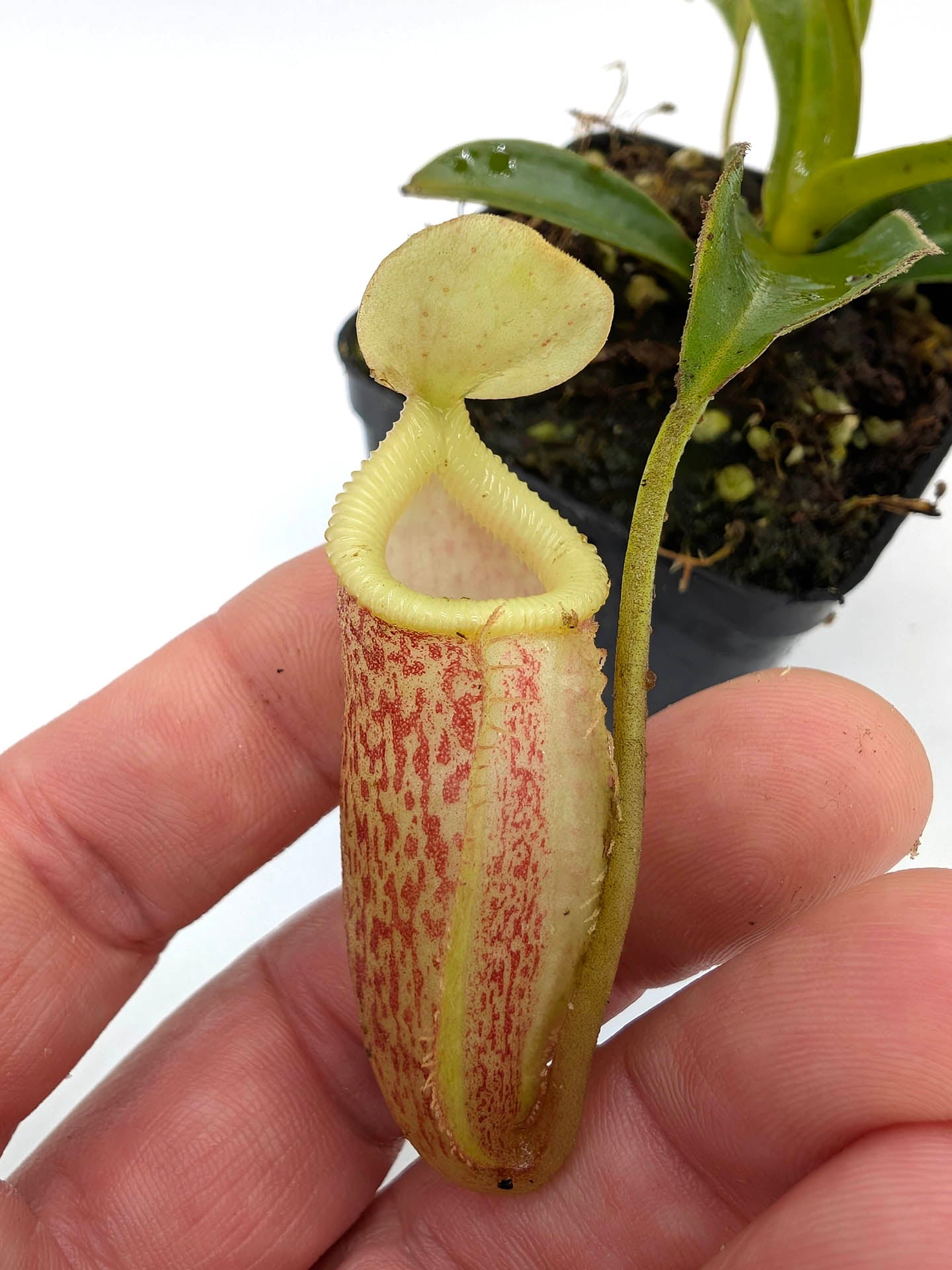 Nepenthes talangensis x edwardsiana