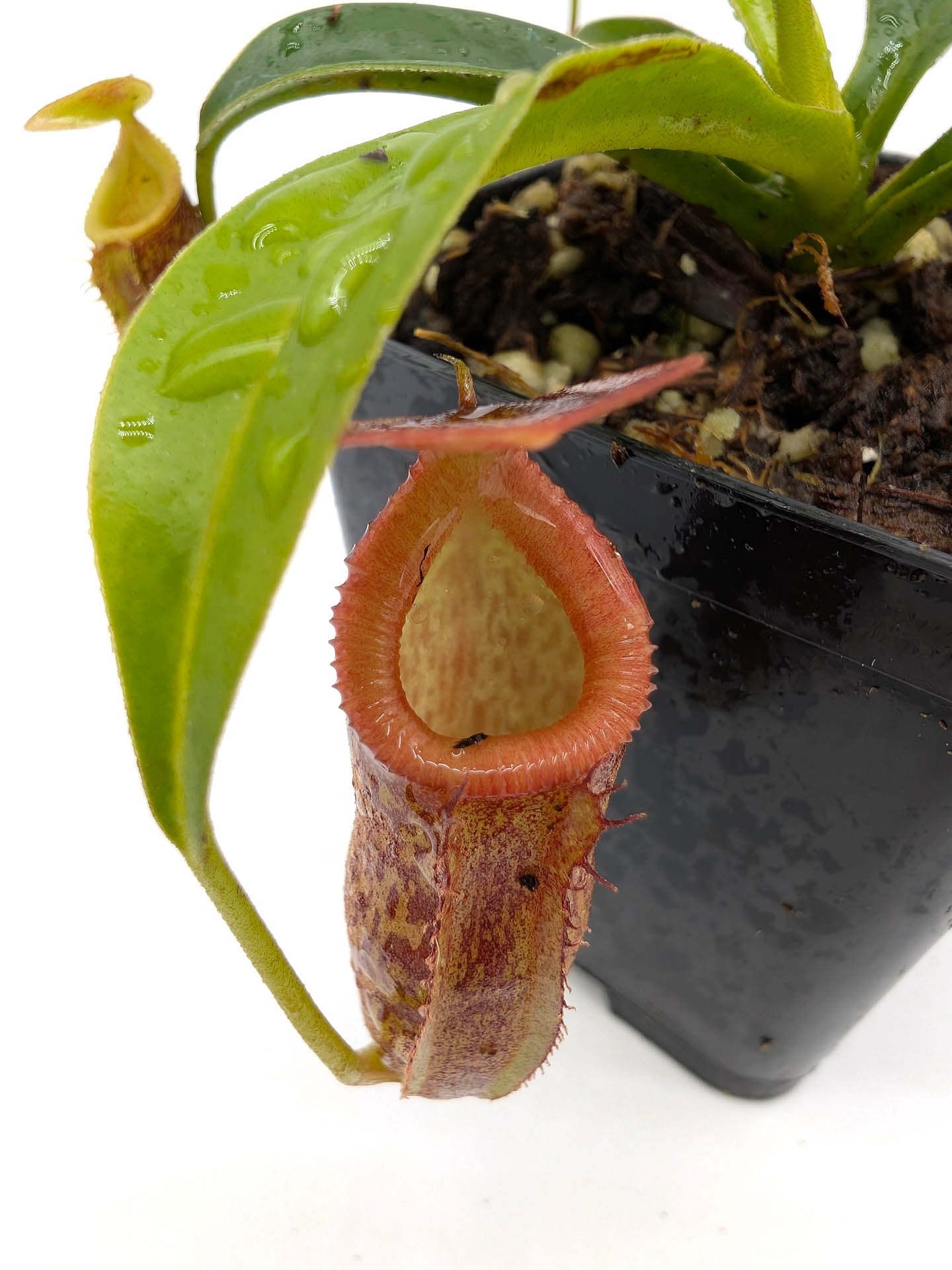 Nepenthes talangensis x edwardsiana