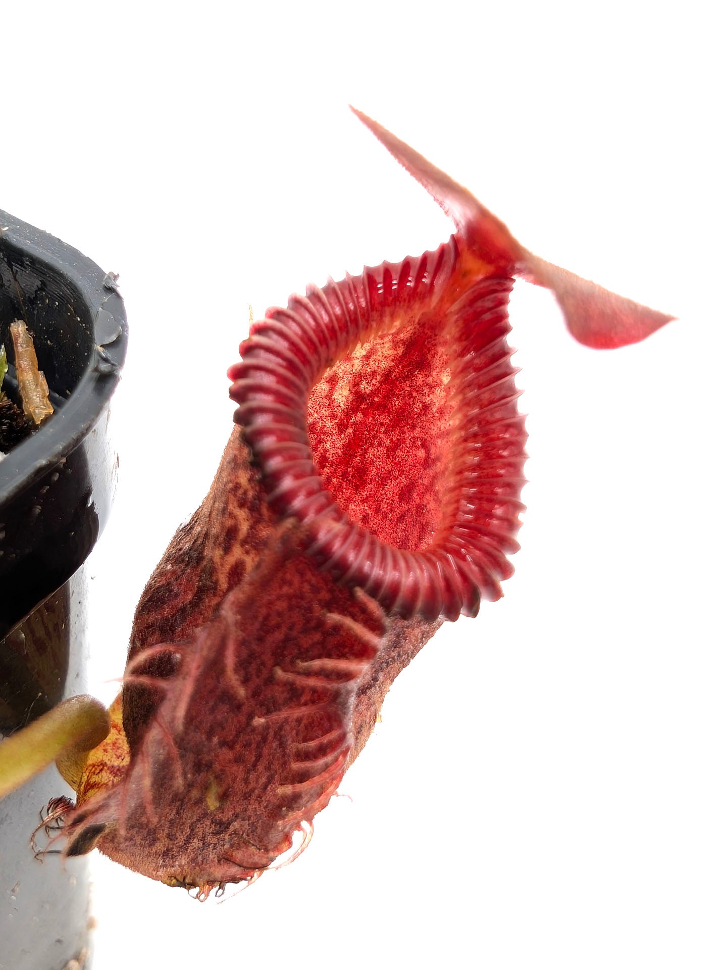 Nepenthes talangensis x edwardsiana