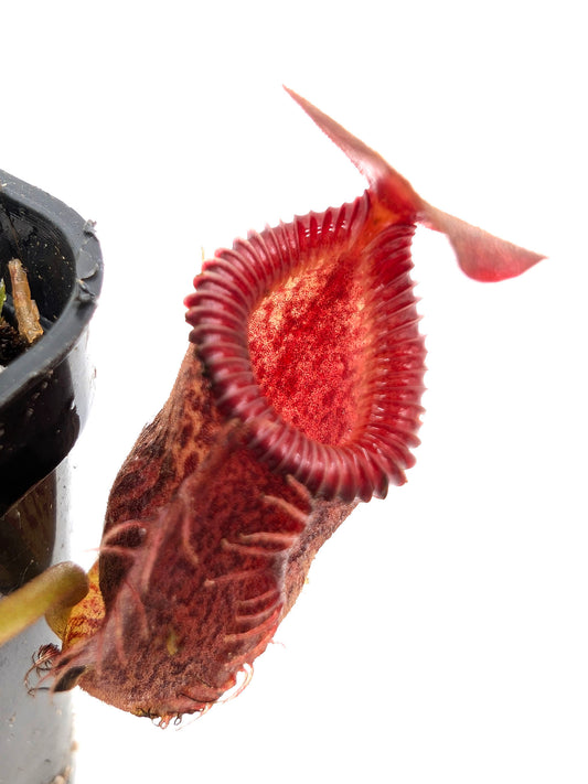 Nepenthes talangensis x edwardsiana