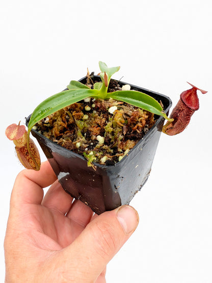 Nepenthes talangensis x edwardsiana