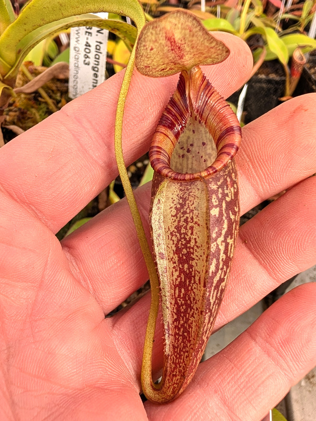 Nepenthes talangensis x spectabilis  BE-4063