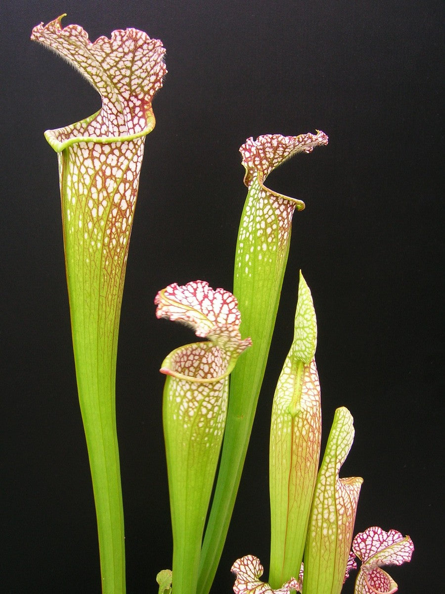 Sarracenia leucophylla "Tarnok" Mutant Flower L55 MK