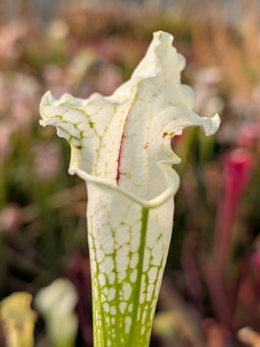 Sarracenia 'Templar Cross'