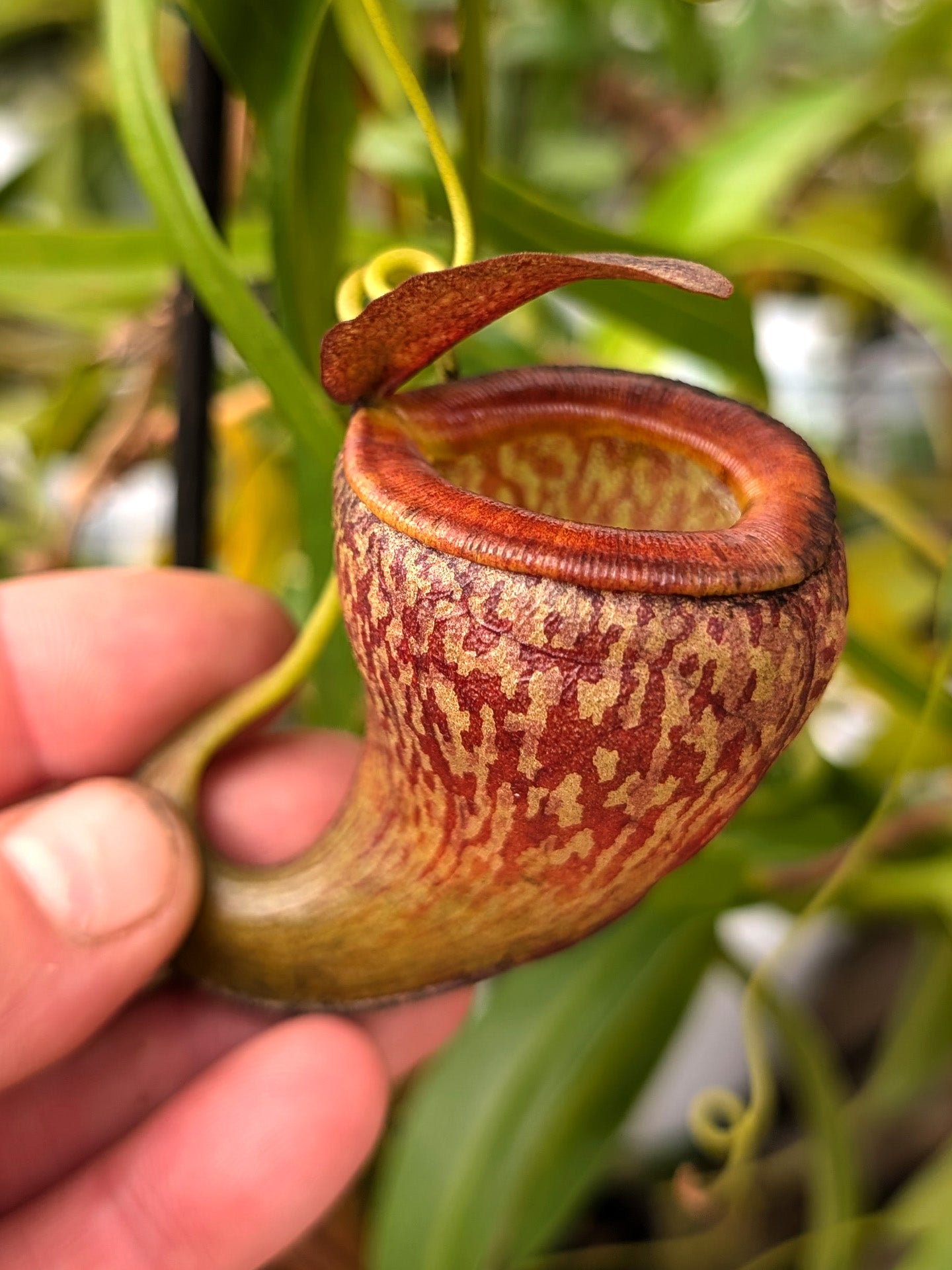 Nepenthes tenuis