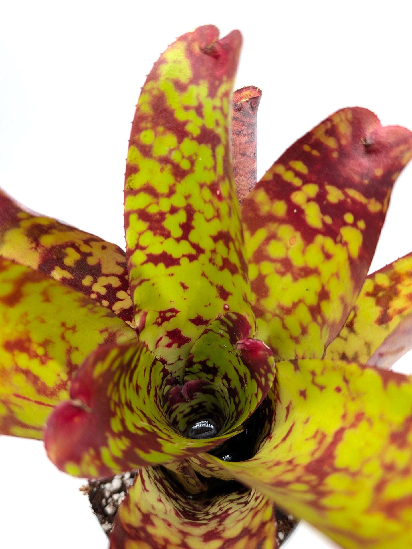 Neoregelia Tequila