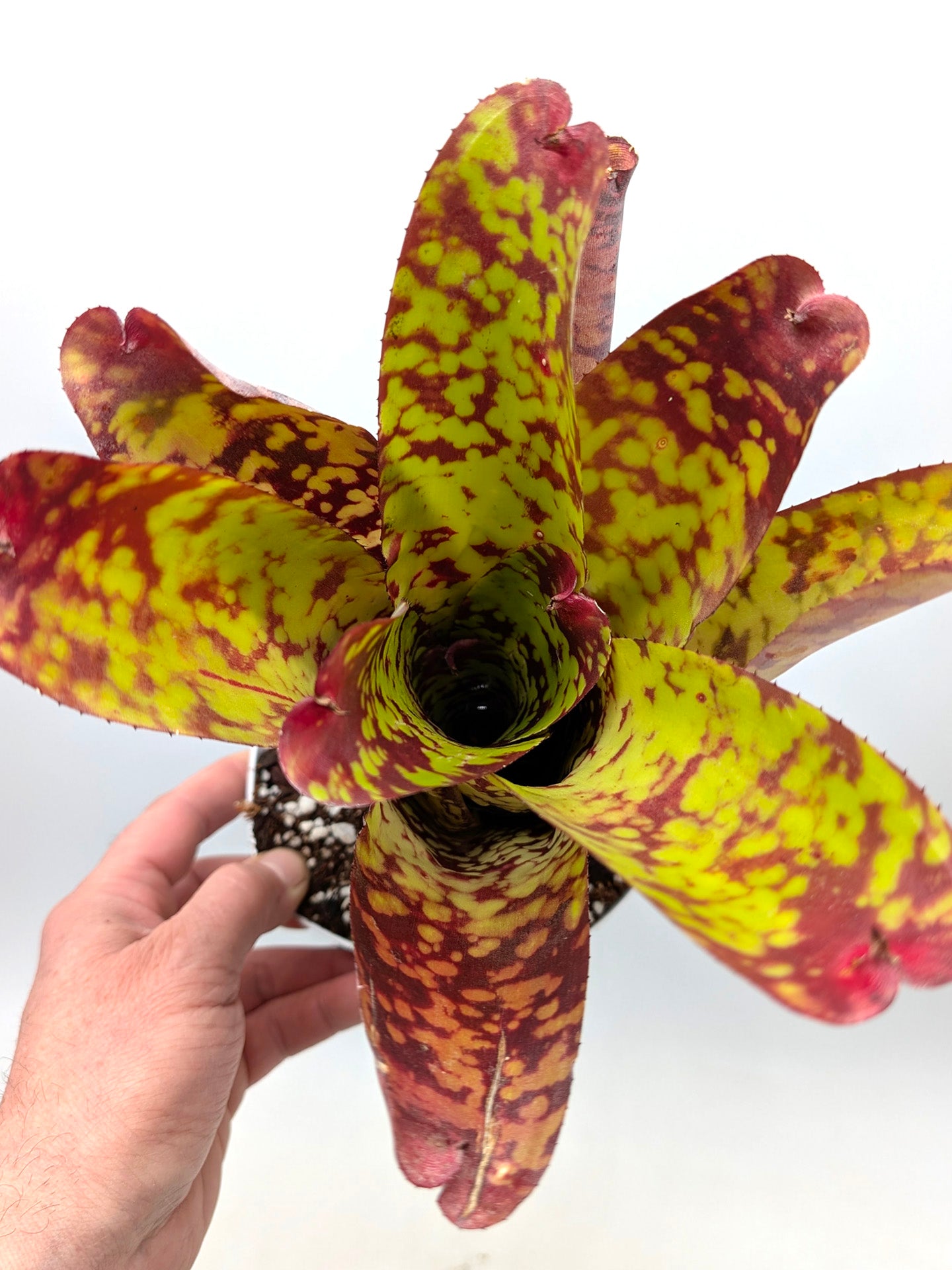 Neoregelia Tequila