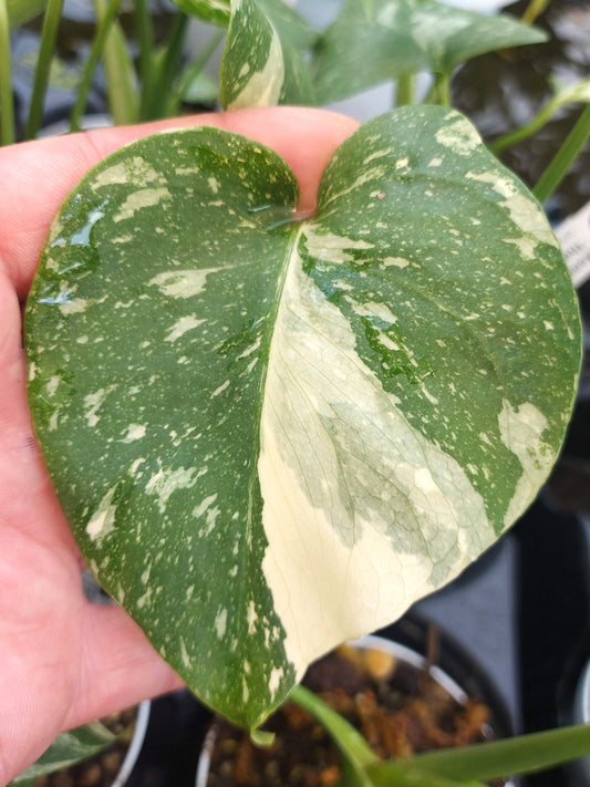 Monstera 'Thai Constellation'