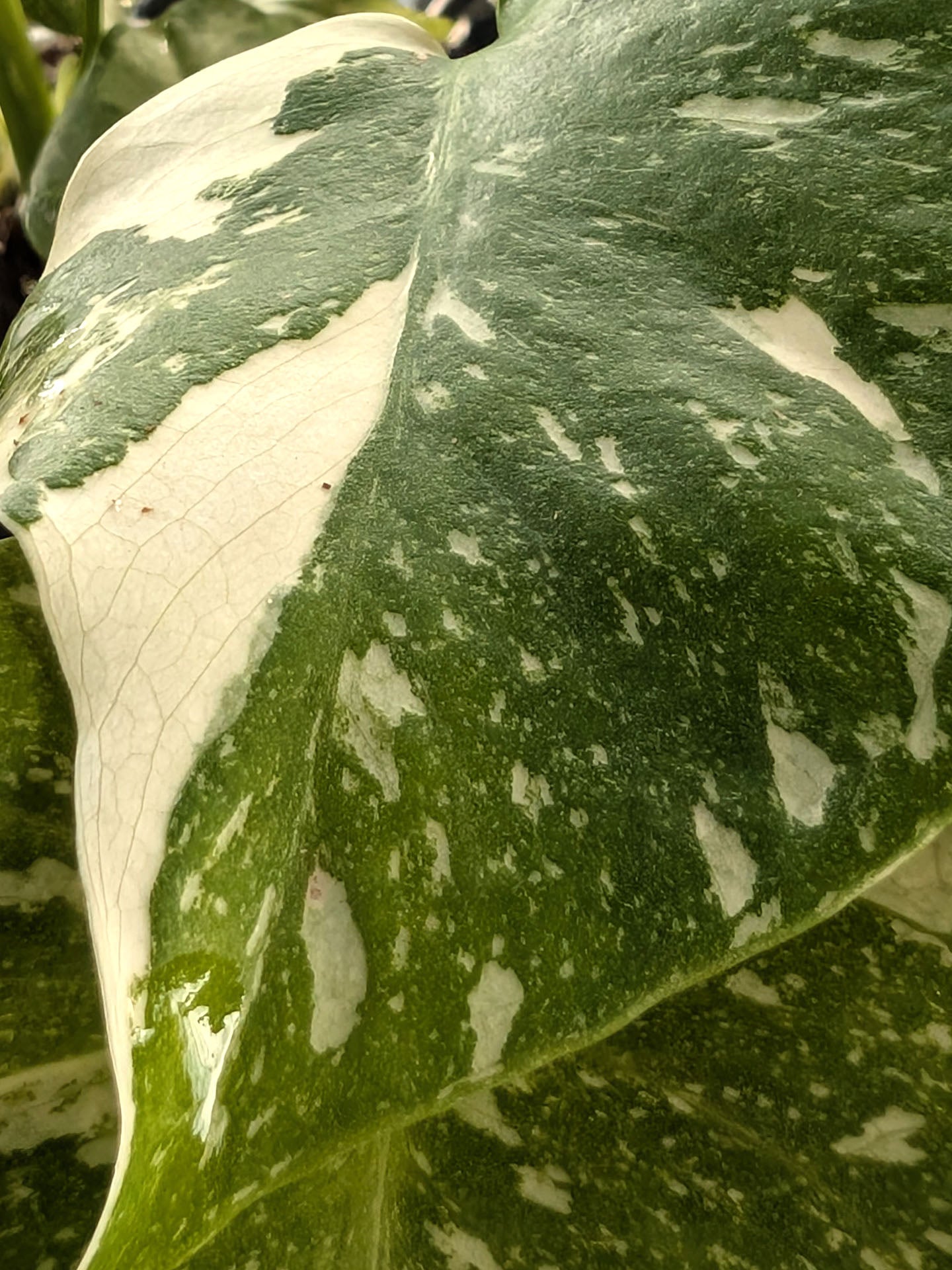 Monstera 'Thai Constellation'