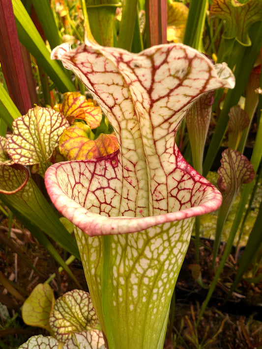 Sarracenia "The Beast" H318 MK