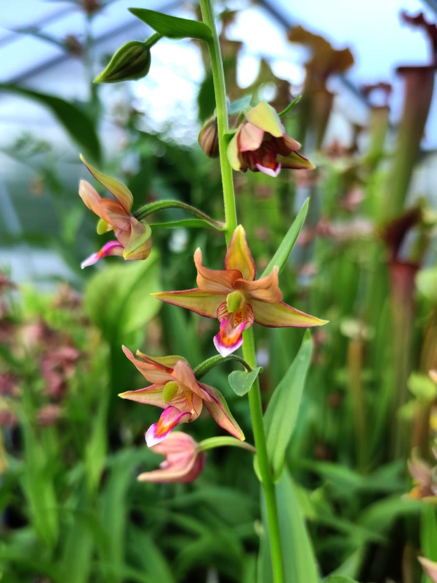 Epipactis thunbergii