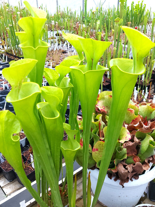 Sarracenia flava var. Flava „Tibbburtina“
