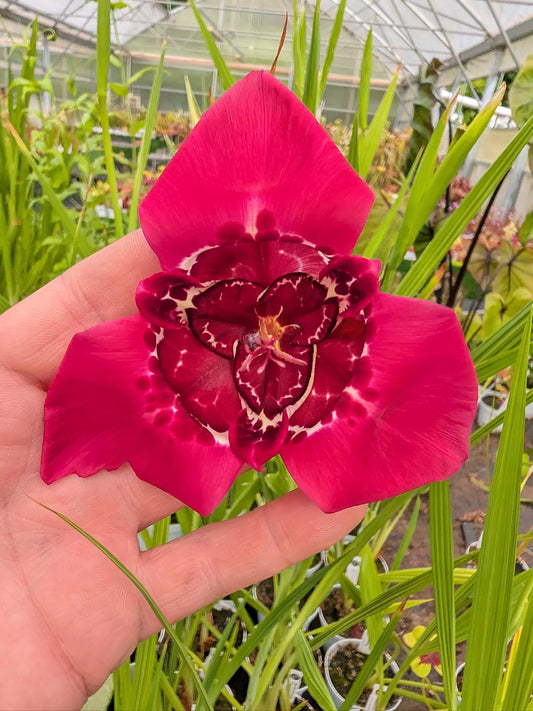 Tigridia pavonia 'Peacock Mix'